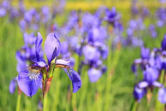 iris - jardineros mallorca