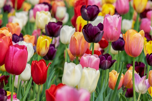 tulipan - jardineros mallorca